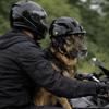 Wygodne Dopasowanie Kask dla Psa Jednolity Kolor Kask dla Psa do Jazdy Kask Motocyklowy dla Zwierząt Sprzęt Bezpieczeństwa