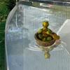 Unique Floating Turtles Frogs Sculpture With Rowing Theme Decorative Ornament For Outdoor Fountains Or Indoor Vignettes