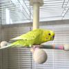 Funny Perches Toy with Rotating Ball Wooden Parrots Ferris Wheel Toy with Perches Windmills Toy For Parakeets Cockatoos