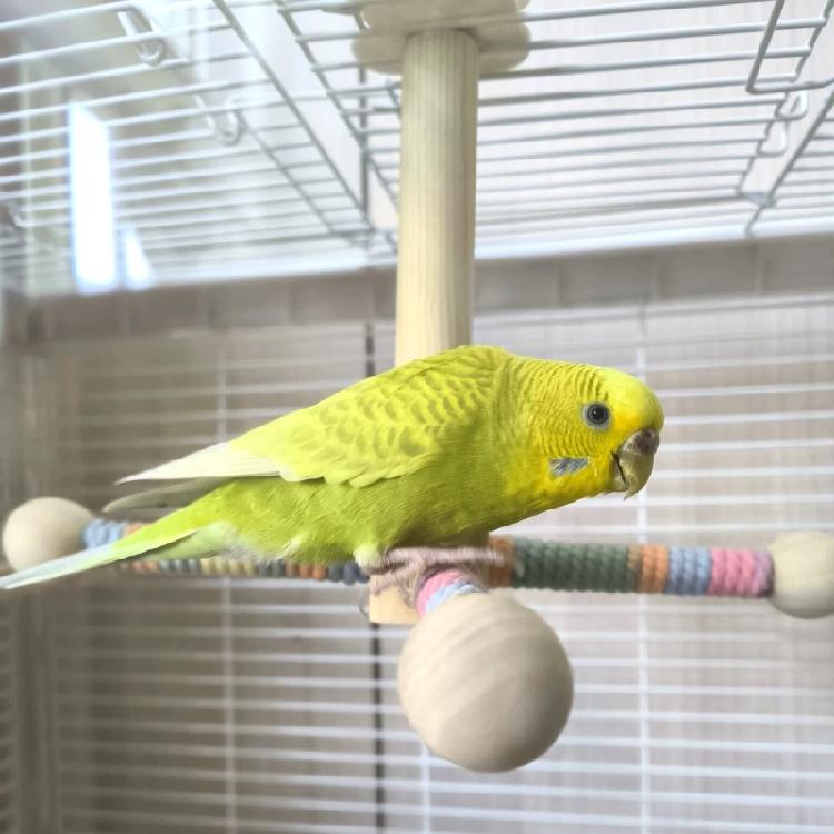 Funny Perches Toy with Rotating Ball Wooden Parrots Ferris Wheel Toy with Perches Windmills Toy For Parakeets Cockatoos