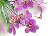 5D DIY Diamond Painting Orchid Rhinestone Pictures Full Round Diamond Embroidery Flower Crafts Kit Home Decor