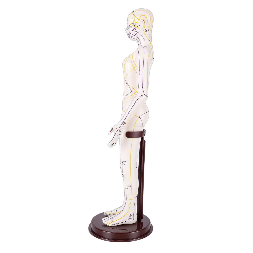 20.5 Inch Acupuncture Model Accurate Full Body Human Acupoint Model with Base Rotatable Arms for Teaching Student Demonstration White Hard