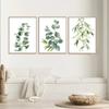 Nordic Sage Greenery Leaves Posters Scandinavian Eucalyptus Leaf Canvas Painting Minimalist Room Wall Art Home Decor Mural