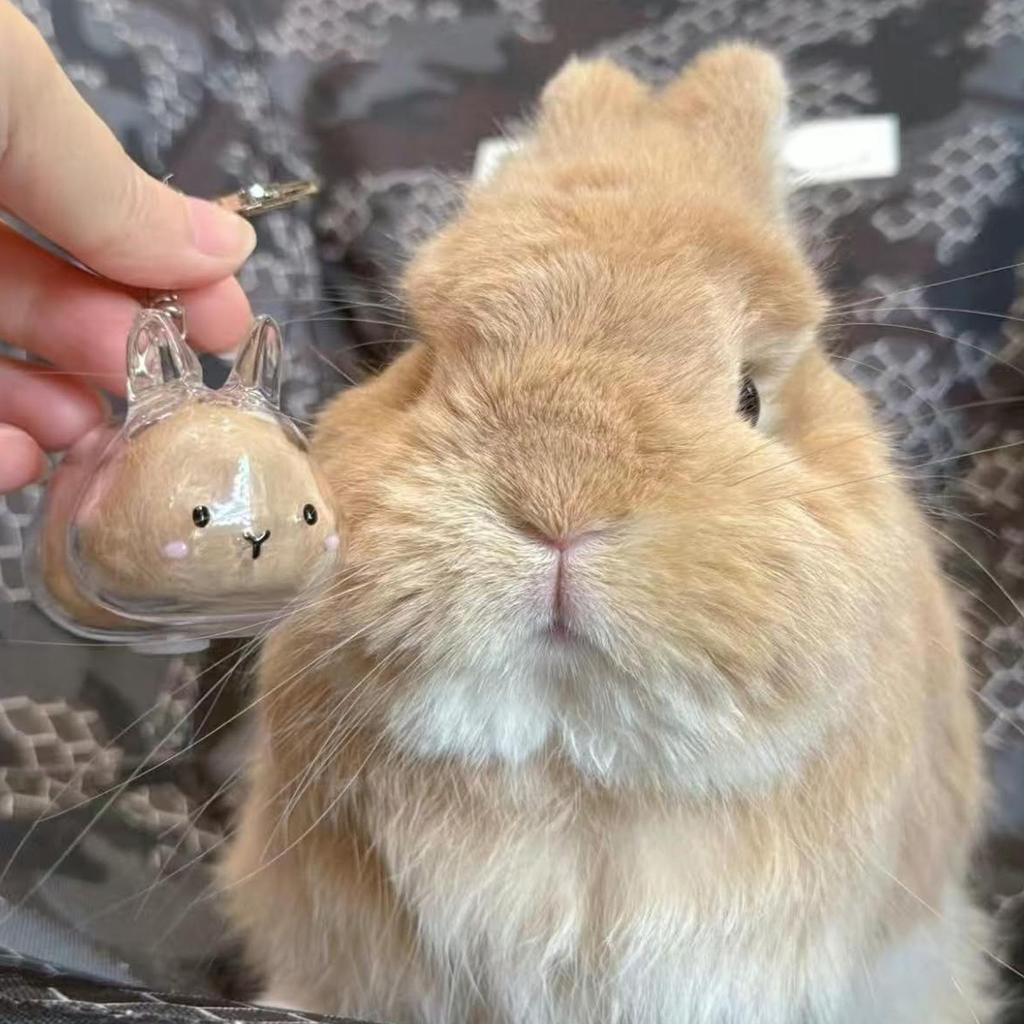 Pet Hair Memorial Keepsake 4 Pieces Cat Hair Storage Bottle Bunny Shape Transparent Container for Daily Wear Home Ceremony