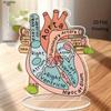 Anatomisch hartmodel, 2D-model van acryl voor anatomieonderwijs, decoratie voor de vier seizoenen, originele woondecoratie, perfect en duurzaam voor de slaapkamer.