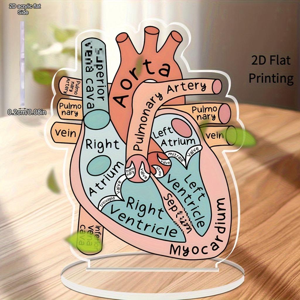 Anatomisch hartmodel, 2D-model van acryl voor anatomieonderwijs, decoratie voor de vier seizoenen, originele woondecoratie, perfect en duurzaam voor de slaapkamer.