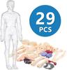 YoXinKau Human Anatomy Model Toy, Kids' Toy, Human Anatomy Model with Removable Internal Organs, Anatomy Model Set for Kids, Educational Aid, Assembly