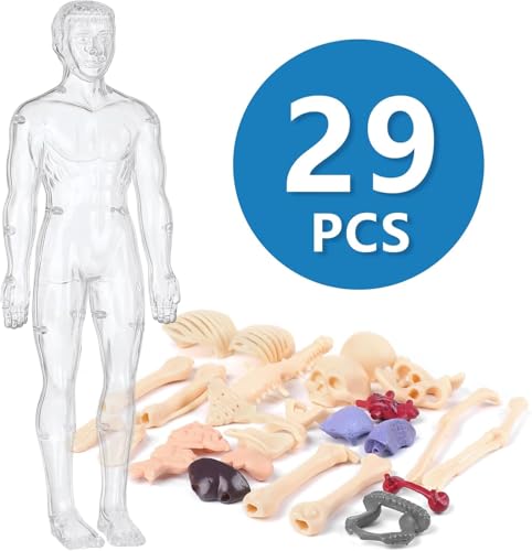 YoXinKau Human Anatomy Model Toy, Kids' Toy, Human Anatomy Model with Removable Internal Organs, Anatomy Model Set for Kids, Educational Aid, Assembly
