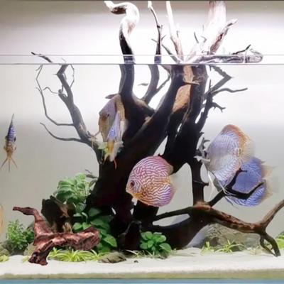 Natural Wood Aquatic Plants Irregular Shape Air Pineapple Tree Roots Coral Wood for Aquarium