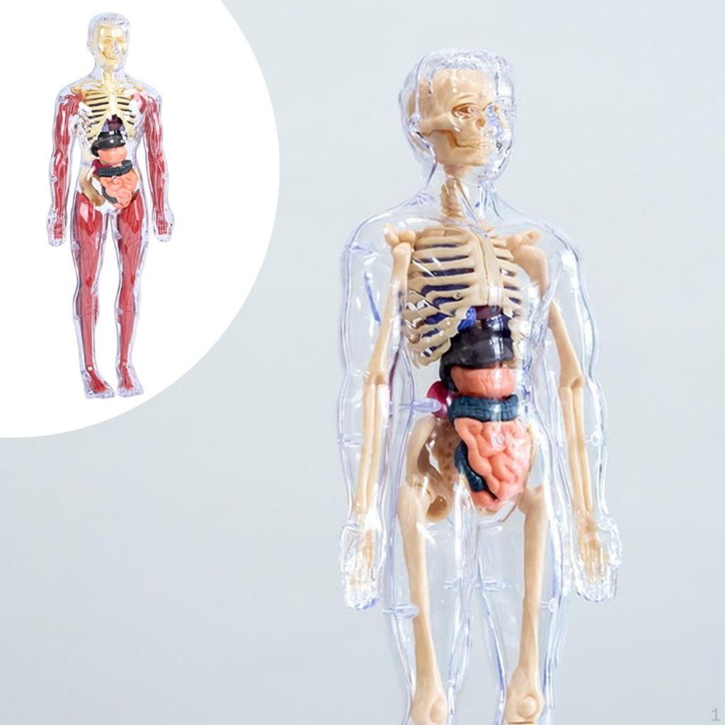 19 Pieces Clear Human Body Structure Model Torsol Toy Detailed Skeleton for