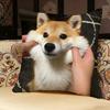 Shiba Inu Cute Pillow Case Pillowcase, Double-sided Printed, Sofa Cushion, Bedroom Headboard Pillow