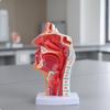Nasopharyngeal Structural Model | Detailed Sagittal Sectional View View, Mounted On Display Stand,