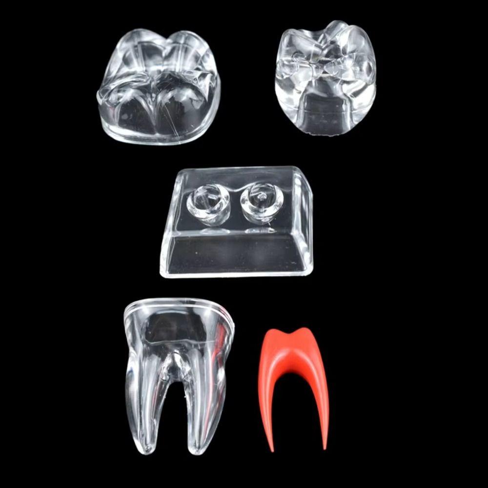 With Base Decomposable Dental Teeth Model Separable Tooth Root Structure Model  Oral Treatment