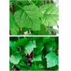 Silk Artificial Ivy Rattan Leaf Garland Plant Vine Home Wedding Bathroom Decoration Garden Festival Party Decor
