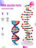 DNA Double Helix Model for High School Biology Experiments