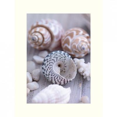 Howard Shooter & Lauren Floodgate Shells And Pebbles Print
