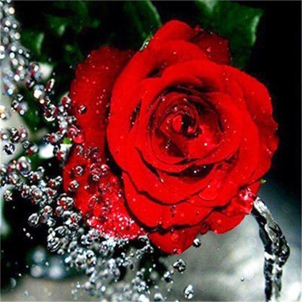 50X50CM 5D DIY Diamond Painting Flower Rose Mosaic Diamond Full Square Round Rhinestone Picture Home Decoration