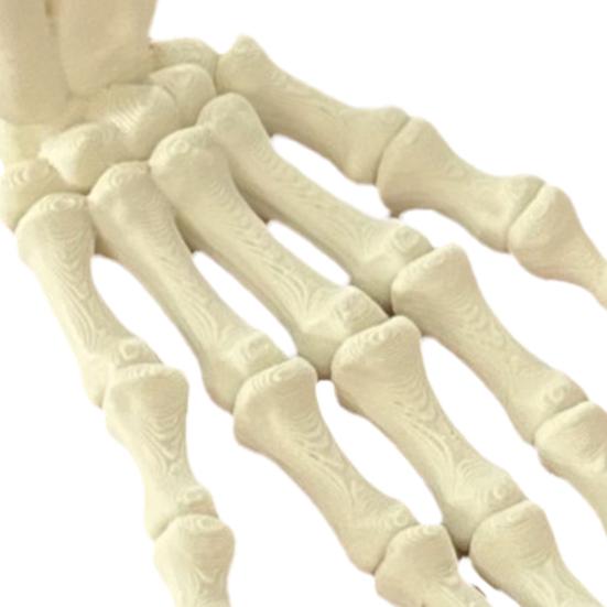 Halloween Skjeletthånd 3D-printet Plast Menneskehånd Beinmodell Skumle Halloween Triks Rekvisitter for Borddekking Festartikler Spøkelseshus Hjemmedekor