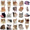 50-Piece Cat Meme Sticker Set for DIY Journals, Water Bottles, and Phone Cases