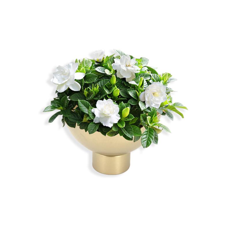 

Простой цветочный горшок из золотого кованого железа, праздничное украшение, горшок с фаленопсисом, домашний цветочный горшок