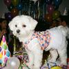 Breathable Dog Princess Dress White Lace Cat Cake Skirt Puffy Dog Floral Skirt  Photo Shoot