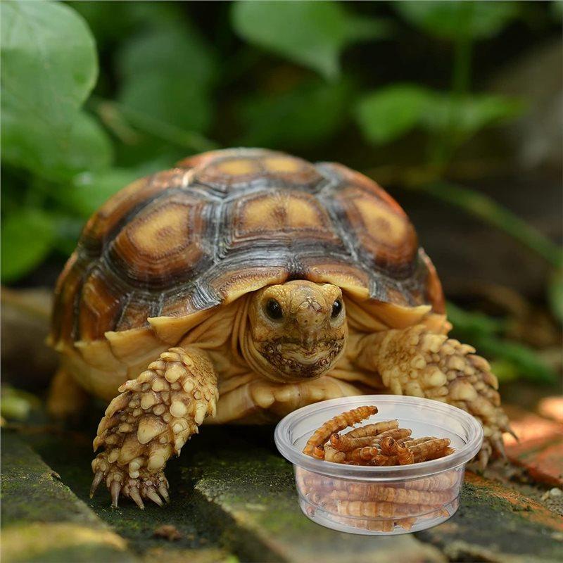 Gecko Food And Water Cups 300 Pcs Small Plastic Feeder Reptile Accessories Reptile Water Bowl