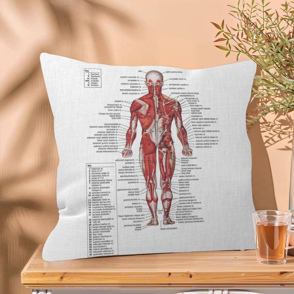Muscle System Human Anatomy Diagram Medical Cushion Cover x Polyester Sofa Cushions Decorative Throw Pillows