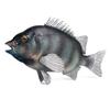 Red Silk Napoleonfish and Carp Toy Ornament - Marine Animal Simulation Model for Kids