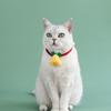 Pack of 2 Plush Pet Collars Funny Christmas Party Dogs Collar Pet Party Neckwear Cats Collar for Festival Celebration