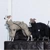Medium Dog High Collar Cotton Coat - Warm, Windproof Autumn/Winter Pet Wear