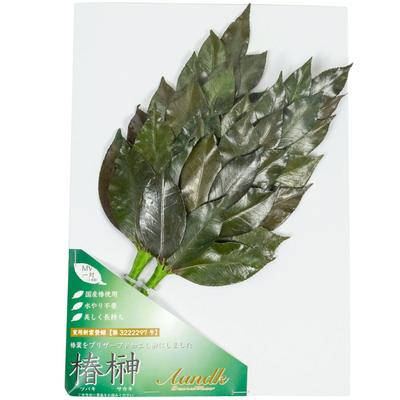 A&K Special Preserved Sakaki Trees (MV), Pair, Made In Japan, Medium Size, Approximately 34cm Tall X 14cm Wide, Maintains Beauty, No Water Changes