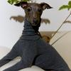 Haustier Winter Warmer Pullover mit hohem Kragen Windhund Hundeweste Jacke Verdicken Whippet Mantel Pullover Für Mittelgroße Große Hundekleidung