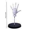 Movable Left/right Hand Model Ornament, 1/1 Hand Model, Desktop Decoration, Craft Designer