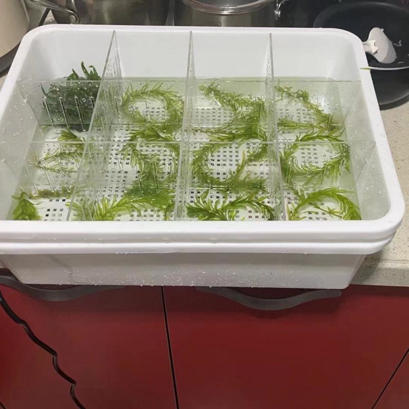 Upgraded XL Double-Layer Cat Litter Box with Turtle Design & Isolation Basin