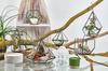 Glass Terrarium, Large Pentagon
