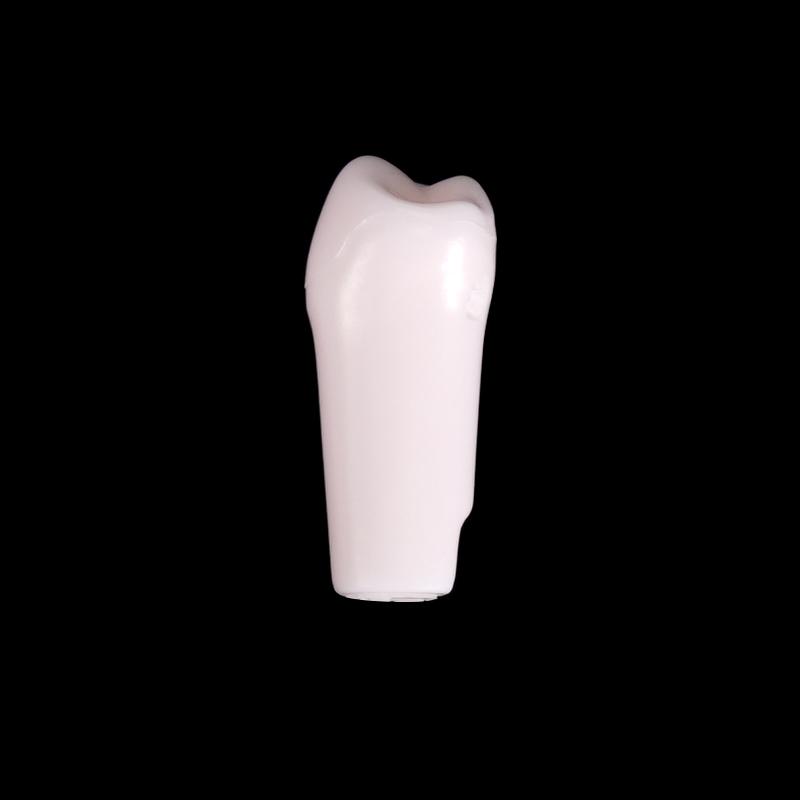 10Pcs Dental Typodont Teeth Model Removable Individual Screw-In Resin Denture Practice Tooth For Dental Studying Training