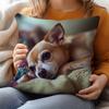 1pc Pillowcase, Modern Resting Chihuahua Themed Pillowcase, Soft and Comfortable Polyester Short Plush Fabric, Single-Sided Print, Pillow Insert Not I