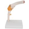 Elbow Joint Model Life Size Accurate Elbow Skeleton Model for Study Display Teaching