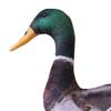 3D Animal Toy Cushion for Kids Birthday Celebrations