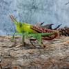 2Pcs Cartoon Locust Statue Vivid Animal Toys Creative Locust Animal Model  Garden