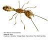 Ant Ornament Polished Alloy Golden Ant Sculpture Vintage Style Ant Statue for Home Office Garden Decoration
