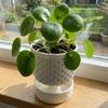 Plastic Succulent Plant Basin Root Control Green Onion Pots Plant Containers  Green Plants