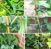 Plant Fixed Clips Reusable Garden Greenhouse Bracket Seedling Stem Support Fastener Garden Climbing Vines Vegetables Fixed Tool