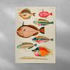 3pc Vintage Tropical Fish Canvas Wall Art Antique Nautical Illustration Printing for Eclectic Home Decor,Ideal Ocean Lover Gifts