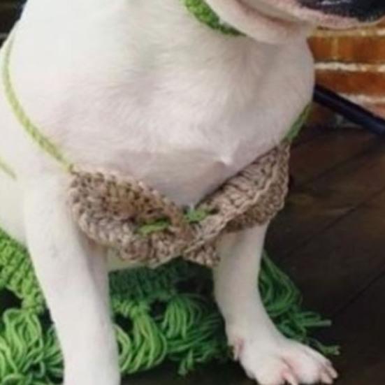 Dog Belly Dancer Skirt with Bikini Lightweight Comfortable To Wear Cats Dogs