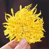 Chrysanthemum Herbal Tea 120g Natural Detox Wellness Drink for Adults