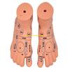 W89C Acupuncture Model Human Hand Foot Ear Acupuncture Model Human Acupuncture Model