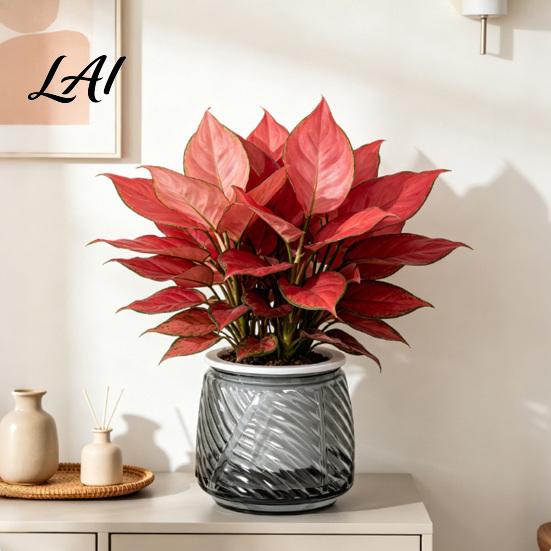 Deep Soil Planting Basin Self Watering Planter with Wick Rope for Indoor Plants Double Layer Pot Home Transparent Hydroponic Planter Decorative