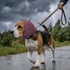 Adjustable Dog Calming Earmuff Elastic Dog Ear Cover Dog Anti-scare Scarf  Pet Supplies