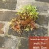 Pine Needle Juniper Artificial Bonsai with Dried and Plastic Pine Leaves